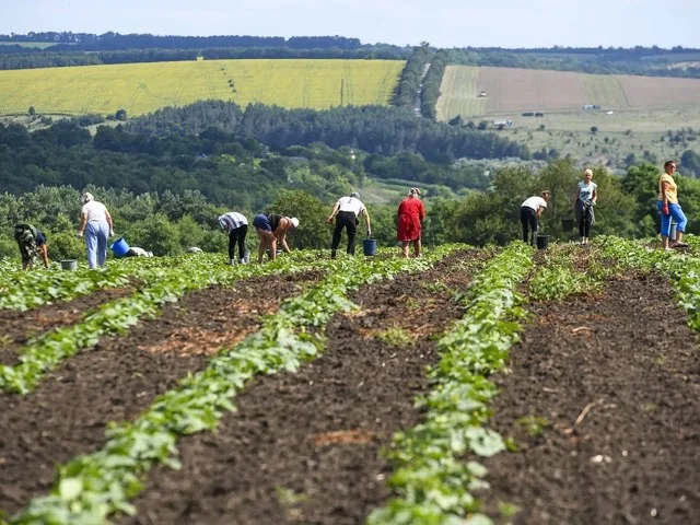 Mezőgazdasági munkás növényeket ápol a szabadföldi ültetvényen